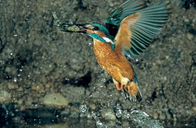 paksu pehmustus, korkea selkänoja, penkkien etäisyyssäätö ja kannen alta löytyvät hyvät jalkatuet mahdollistavat kuitenkin yllättävän hyvän istuma-asennon.