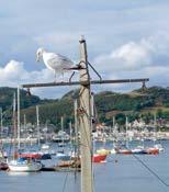 Wales saa venemessunsa Heinäkuussa järjestetään Walesin ensimmäiset omat venemessut.