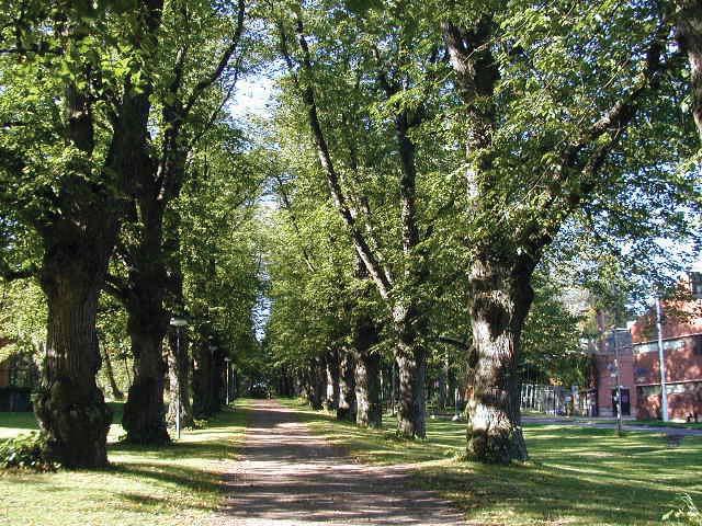 K U J A N T E E T M A I S E M A S S A Vanha lehmuskujanne on tunnelmallinen osa uutta rakennettua ympäristöä.