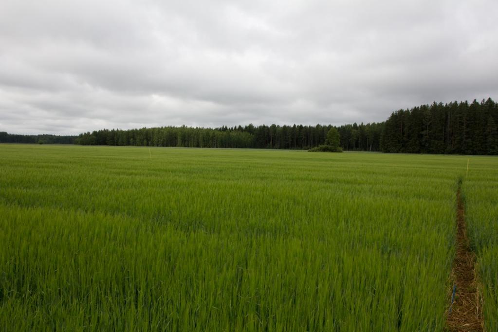 40 Pystykasvuisesta ohrakasvustosta ei kaukaa katsoen voi todeta mitään outoa.