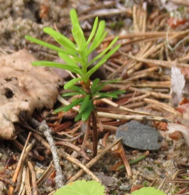 26 va 6). Laji lieneekin oikealla alkuperällä kestävämpi kuin tähän asti on luultu. Laji risteytyy kohtuullisen helposti esimerkiksi palsamipihdan kanssa.