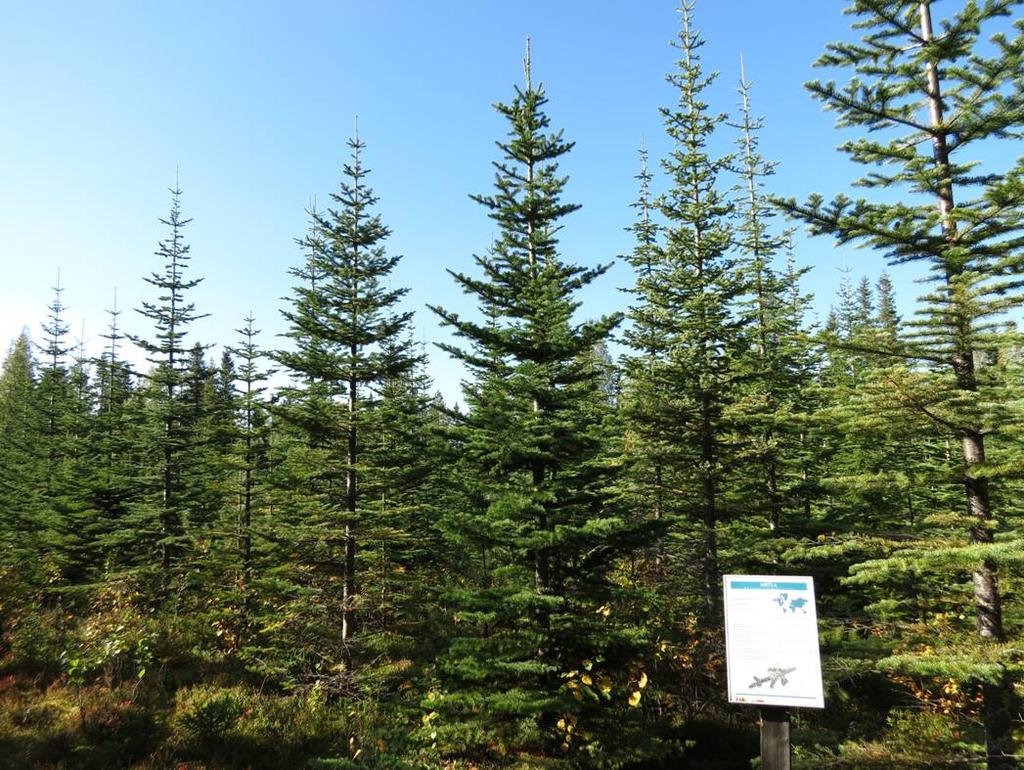 32 KUVA 9. Shuswapin alkuperää oleva lännenpihtaviljelmä on menestynyt hyvin Siperian puulajipolulla Rovaniemellä.