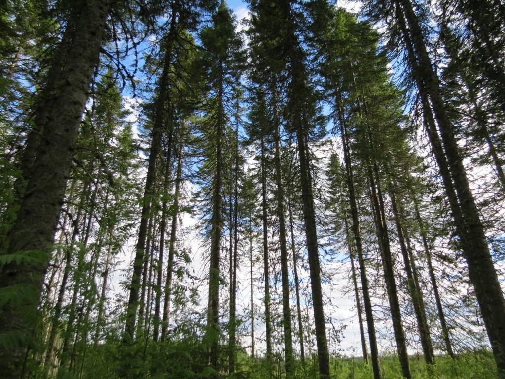 nikkoseuduilla soveltua metsänkasvatukseen ja sisämaassa koristepuukäyttöön. Sen kasvatus puuntuotantomielessä rajoittunee kaikista eteläisimpään Suomeen. 34 4.1.