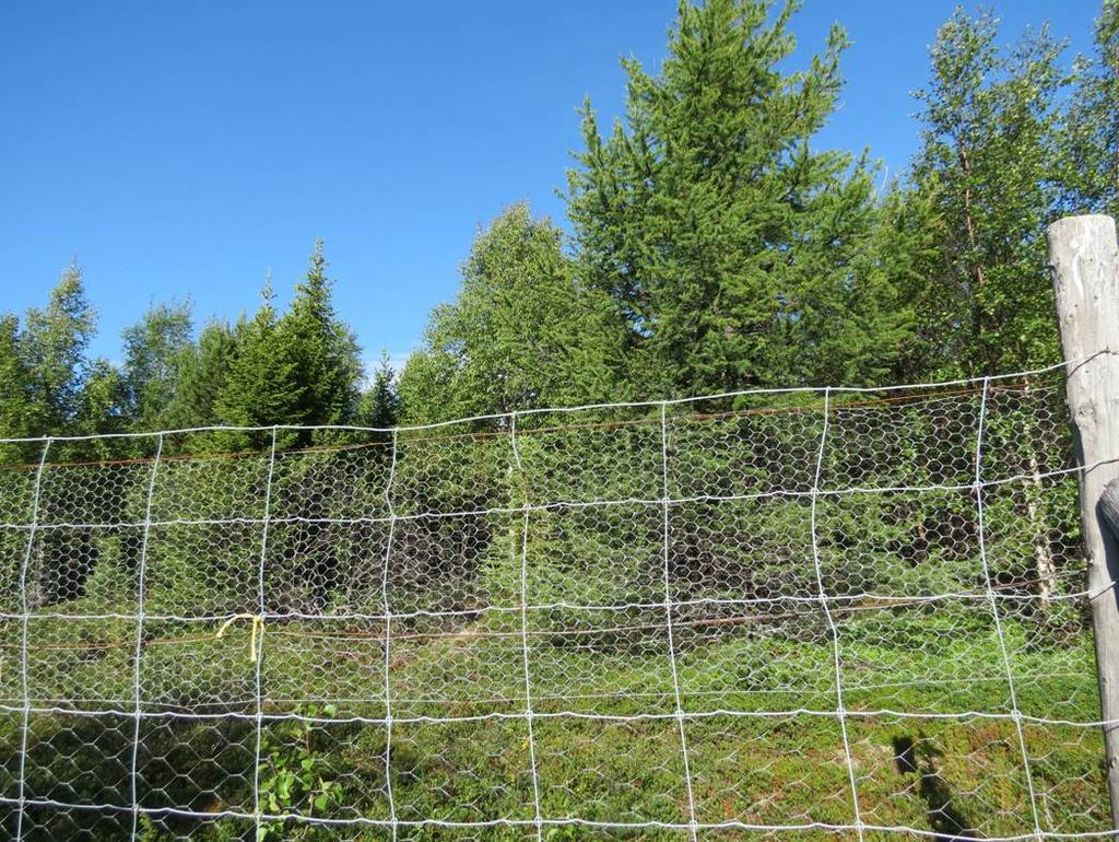40 KUVA 12. Etualalla näkyvä siperianlehtikuusi on kasvanut hämmästyttävän hyvin Skalluvaaran metsänrajapuutarhassa Utsjoella. Puiden alkuperä ei ole tiedossa.