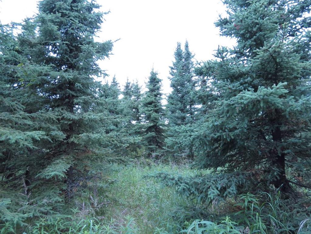 45 KUVA 14. Alaskan Fairbanksin alkuperää olevat mustakuuset ovat kasvaneet metsäkuusta paremmin Teuravuomalla Kolarissa.