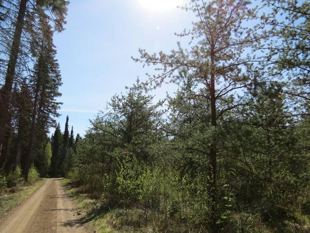 49 KUVA 16. Banksinmännyn huono laatu näkyy jo taimivaiheessa Metsäntutkimuslaitoksen koealueella Punkaharjulla. Siementen alkuperä on Kanadan Quebec.