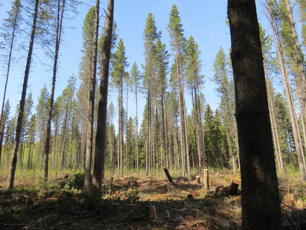 52 KUVA 18. Hyvälaatuinen kontortamäntymetsä on kärsinyt tuulituhoista Metsäntutkimuslaitoksen koealueella Punkaharjulla. Metsikön alkuperä on Nicola Forest Reserve, Brittiläinen Kolumbia.