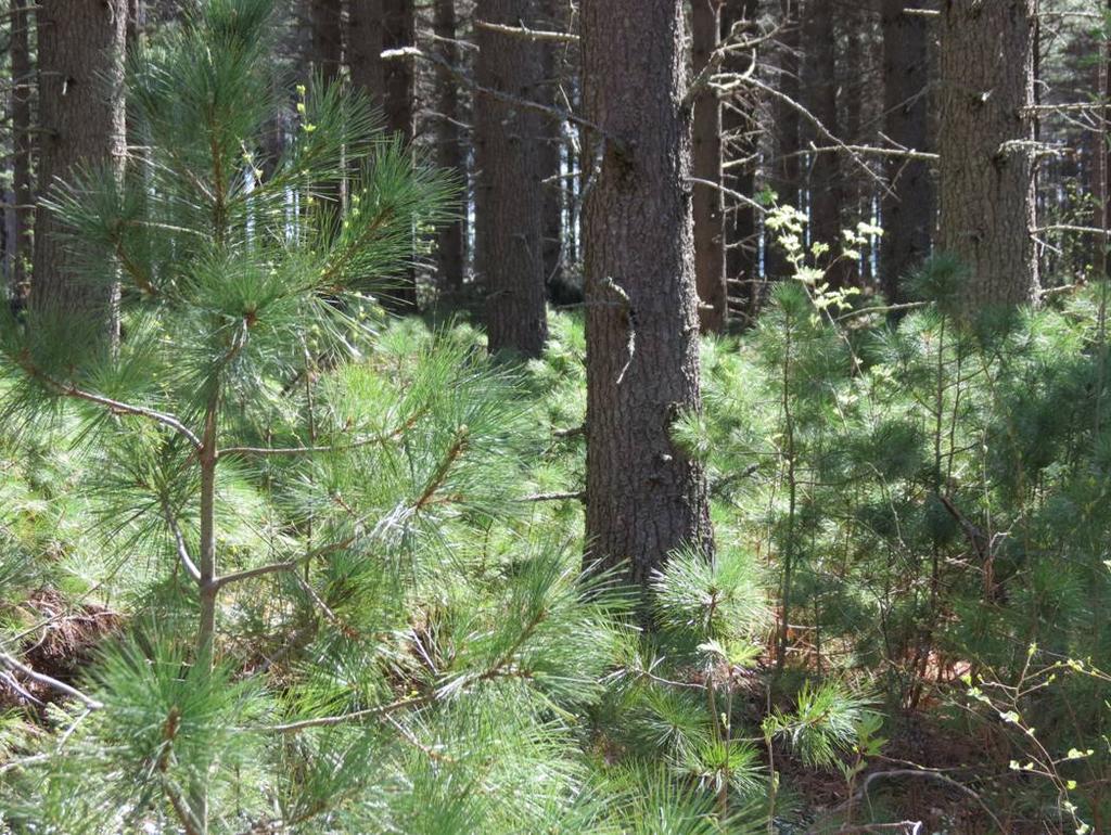 54 KUVA 19. Makedonianmännikköön on kehittynyt alikasvokseksi makedonianmäntyä Metsäntutkimuslaitoksen koealueella Punkaharjulla. Metsikön alkuperä on Bulgarian Pim.