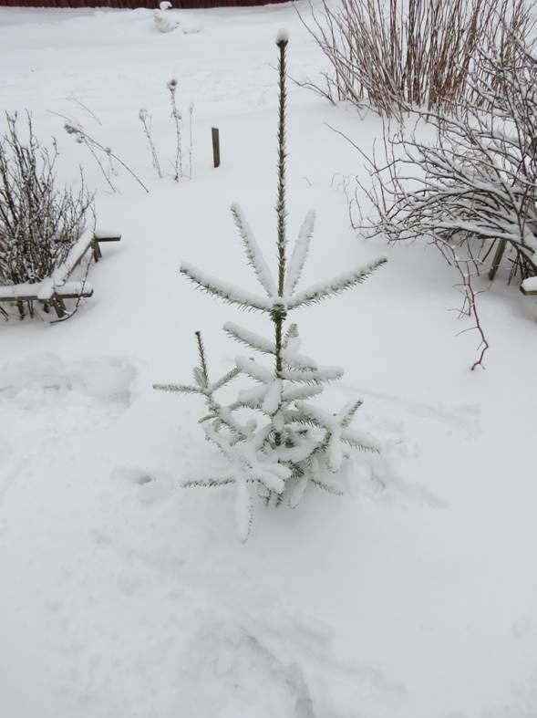 67 metsäpuiden jalostustoiminnan tapaan.