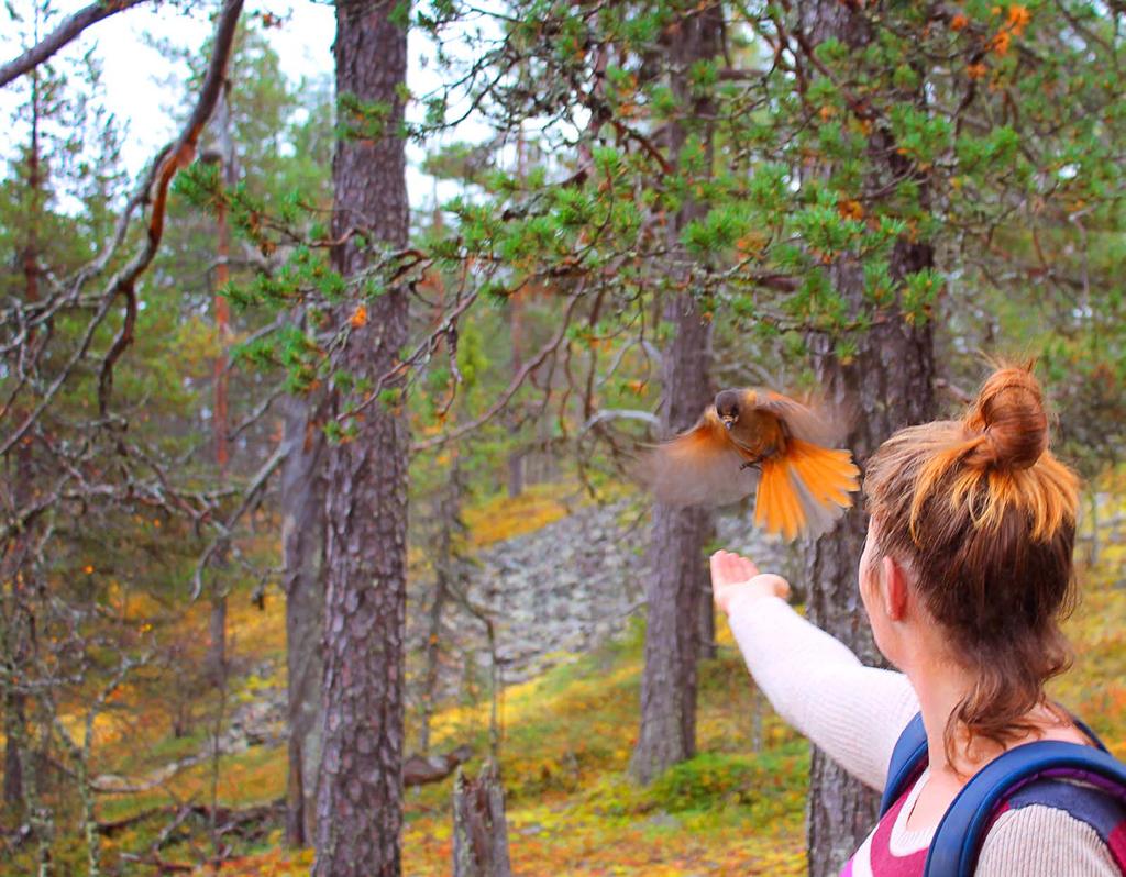 Kuukkeli, Pyhä Luoston kansallispuisto.