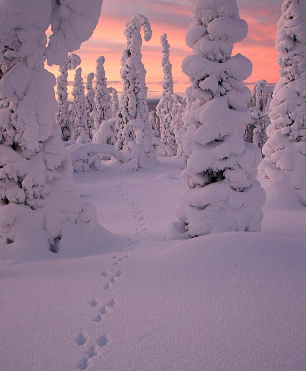 T A v o I T E Viestimme yhdessä asiakkaille Yhteisille asiakkaille viestitään kumppaneiden kanssa yhdenmukaisilla teemoilla, tavoitteilla ja viesteillä.