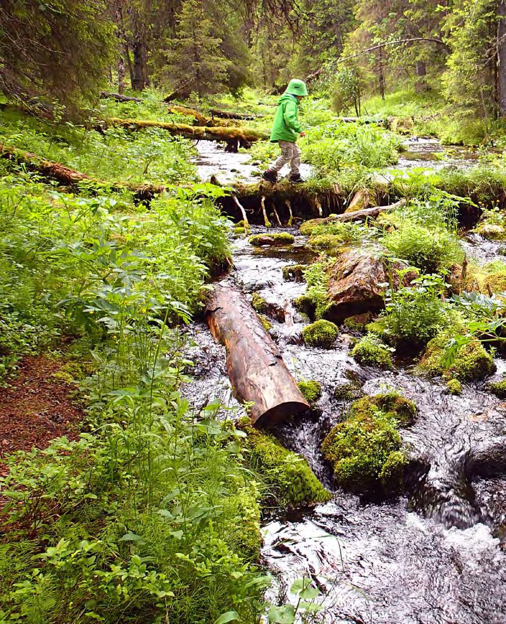 Pallas-Yllästunturin kansallispuisto.