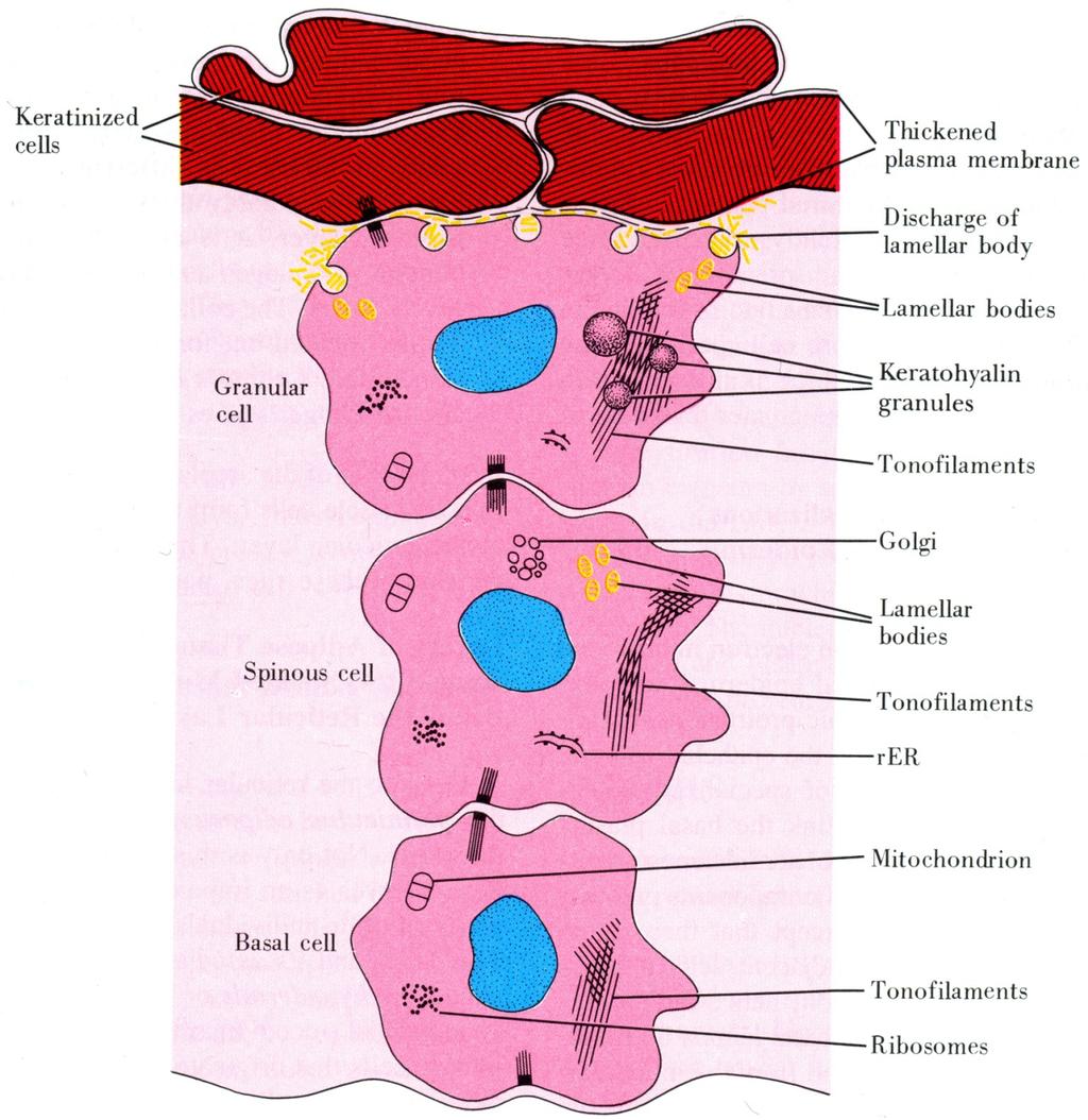 Epidermiksen kerrokset ihmisellä Stratum corneum (10-20 μm) Stratum granulosum
