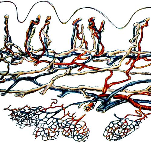 Lymfasuonet ja subepidermaaliset pleksukset papilla Elävä
