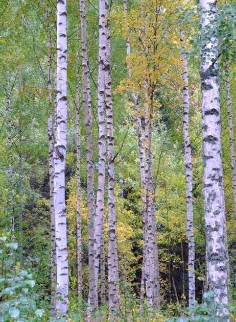 Yhteismetsän muodostamistoimitus Yhteismetsän perustamisesta kannattaa keskustella tulevan / nimetyn toimitusinsinöörin kanssa mahdollisimman aikaisessa vaiheessa Toimitus haetaan