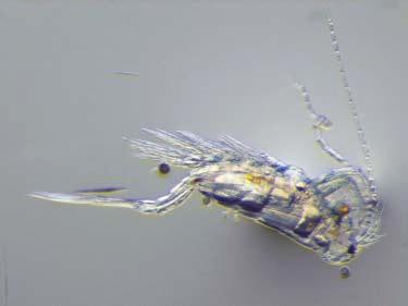 5 2 Lajisto Vuosina 1978 198 Venäjän puoleisella osalla Pyhäjärveä runsaana esiintyviä vesikirppuja olivat Daphnia cristata, eri Bosmina -lajit, Daphnia longispina ja Holopedium gibberum (Ryžkov ym