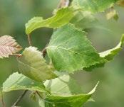 METSÄ UUDET SOVELLUKSET TULEVAISUUTEEN METSÄÄN PERUSTUVAN