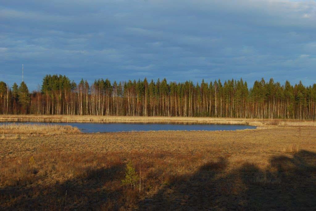 Keski-Suomen maakunnallisesti tärkeät lintualueet 50 (62) Kuva 4. Keskisenlampea ympäröivät kahlaajia houkuttelevat nevat.