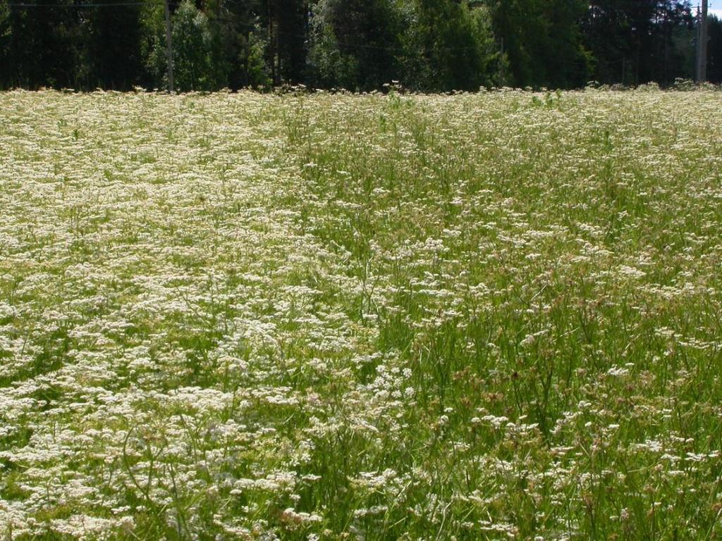 esiintyminen ei lainkaan yksittäin