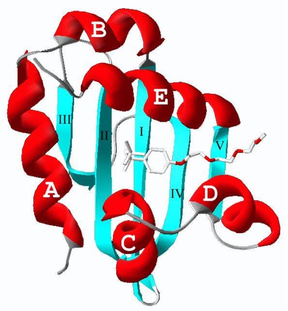 Viimeisimmät tulokset: puhdistus: 79 kda kinetiikka: 99 kda k cat / K m (M -1 s -1 ) trans-2- decenoyl- CoA trans-2- hexadeceno yl-coa