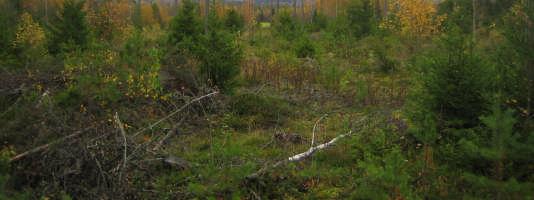 jälkeen harju putoaa jyrkästi koilliseen.