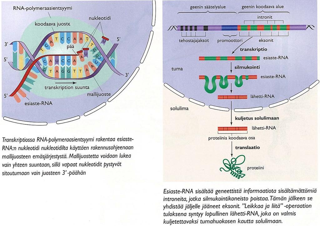 Genomin ilmentyminen 17