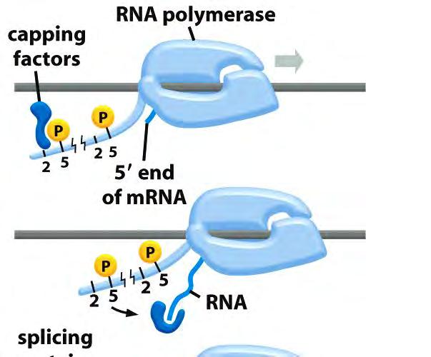 RNA-polymeraasi on monitoimikone!