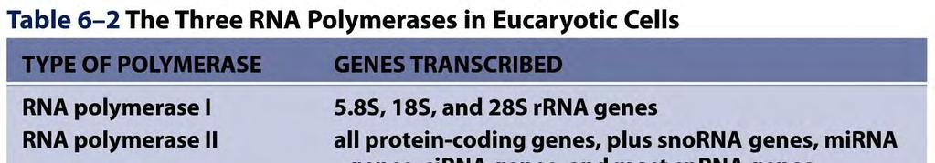 RNA:ta on