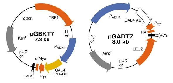 10 Kuva 5. Vektorien pbpkt7 ja pgadt7 plasmidikartat 2.3.3 pgbkt7-vektori (103) pgbkt7-vektori ilmentää testiproteiinit fuusiona GAL4-proteiinin DNA:han sitoutuvan domeenin kanssa.