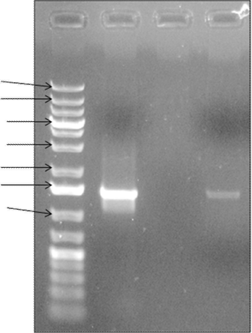 36 4.3 HC-Pro-330mA:n kloonaus 4.3.1 PCR Kuvassa 11 on nähtävissä HCpro-330mA:n positiivisen ja negatiivisen PCR-reaktion tuote kuvattuna tarkistusgeeliajon jälkeen.