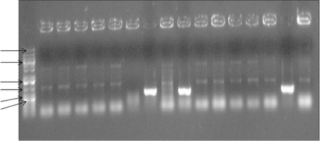 37 tuotteet olivat HCpro-330mA:ta. Plasmidi-DNA:n valmitukseen otettiin pesäkkeet 7 ja 9. 1 2 3 4 5 6 7 8 9 10 11 12 13 14 15 16 17 20 kb 5 kb 1,5 kb 1,0 kb 0,7 kb 0,5 kb Kuva 12.