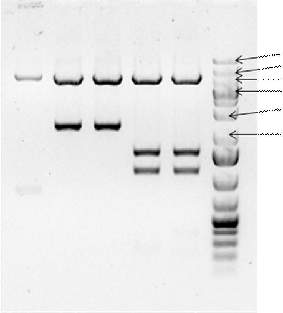 38 1 2 3 - - 4 20 kb 10 kb 7 kb 5 kb 3 kb 2 kb Kuva 13. HCpro-330mA:sta tehtyjen plasmidi-dna:en digestion jälkeinen tarkistusgeeli.