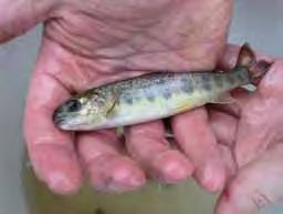 - 64 - Kalatalous ja vapaa-ajan kalastus Täplärapu voi kantaa rapuruttoa oireettomanakin ja lisäksi täplärapu voi syrjäyttää jokiravun.