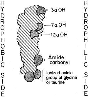 TG, DG => 2-MG Fosfolipaasi A => Fosfolipidit