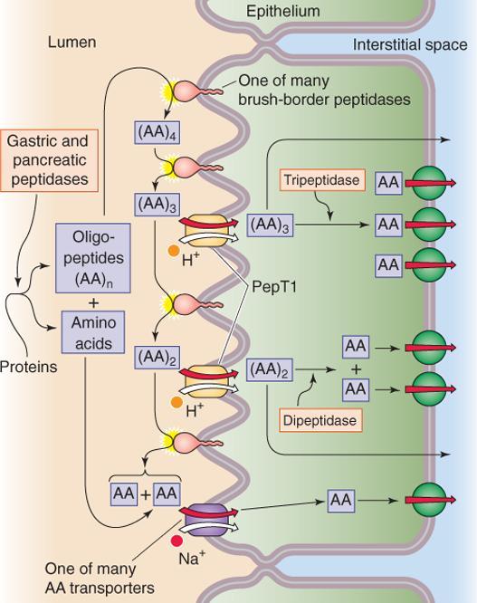 (trypsiini) Proelastaasi => Elastaasi (trypsiini) Prokarboksipeptidaasi => Karboksipeptidaasi