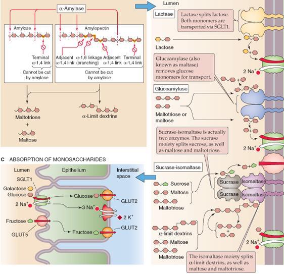 Epiteelisoluista poistuu vain aminohappoja Proteiinien absorbtiota vain vastasyntyneillä Hiilihydraattien digestio ja imeytyminen Tärkkelys