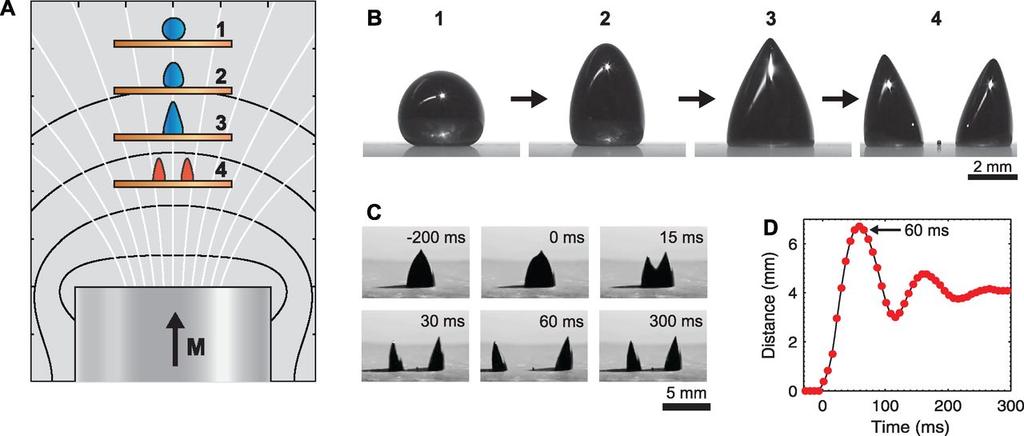 Magneettiset nanopartikkelit Kun ferromagneettinen partikkeli on vain yhden magneettisen alkeisalueen kokoinen, siitä tulee superparamagneettinen Magnetisoituu hyvin voimakkaasti ulkoisessa kentässä