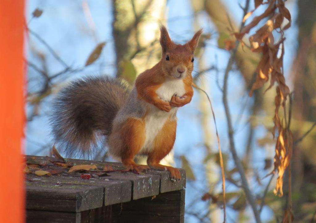 Lisäksi orava voi kiivetä linnunpesään syömään linnunpoikaset ja munat. Maaliskuussa oravat kisailevat puita pitkin pariutumisleikeissä.
