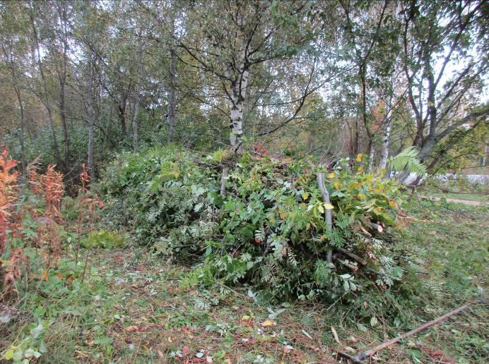 Rossin arboretumin yleiset hoito-ohjeet Risuaidan teko-ohje: 1,4 m pitkiä vähintään 4 cm paksuisia seipäitä lyödään maahan pareittain 60 cm ja n. 1,2 m välein. Kymmenestä seipäästä syntyy n. 5 m aita.