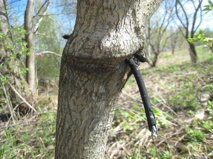 Rossin arboretumin yleiset hoito-ohjeet 8 PALVELUT JA PUHTAANAPITO Kunnostuksessa oleskelupaikat tasoitetaan ohuelti kivituhkalla (0-8 mm).