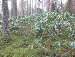 lisen puiston esite n.d.) Istutustyöt aloitettiin 1989 ja istutustyö jatkuu suunnitelman mukaisesti aina vuoteen 2190 asti (Joensuun kaupunki 2013). Kuva 11.