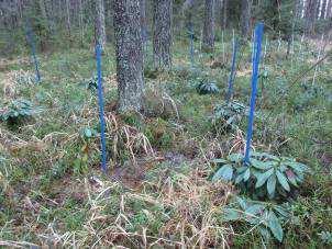 (Tuula Muranen 2015) 4.4 Luke, Metla ja MMT Vuoden 2015 alusta lähtien metsäntutkimuslaitos (Metla) ja maa-ja elintarviketalouden tutkimuskeskus (MTT) ovat olleet osa Luonnonvarakeskusta (Luke).