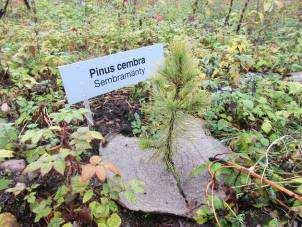 Kuva 15. Itikan arboretumin kyltti on eloksoitua alumiinia ja tarra. Taimen ympärillä on pahvinen taimitassu. (Tuula Muranen 2015) Tilan maineikkaaseen historiaan arboretum sopii hyvin.