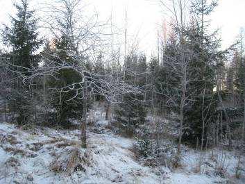 heterophylla) erikoispuumetsikössä.