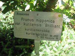 Kuva 37. Turun yliopiston kasvitieteellisen puutarhan malli. (Tuula Muranen 2011) Rossin arboretumiin sopii samanlaiset virallisenoloiset alumiinikyltit kuin yllä olevassa kuvassa (Kuva 37).