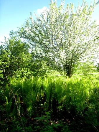 HOITOKORTTI ROSSIN ARBORETUMIN HOITO- JA KEHITYSSUNNITELMA OSA-ALUE 1: sisääntulo ideakuvia Kun tien vieren lepät poistetaan, punakoivu näkyy paremmin Tammiston arboretumin sisäänkäynti ALKUTILANNE: