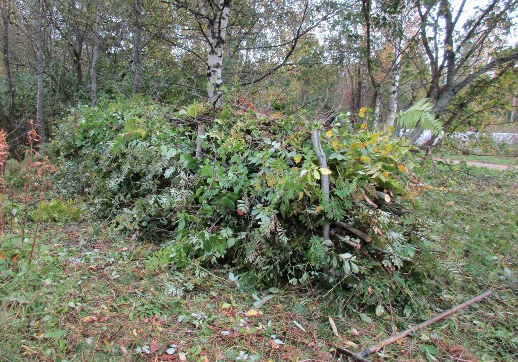 - Kivirauniota siistitään ja sen vieressä olevat rautaromut poistetaan. - Ruusun ympäriltä maa katetaan Weedkiller katekankaalla, hillitsemään voimakasta vesomista.