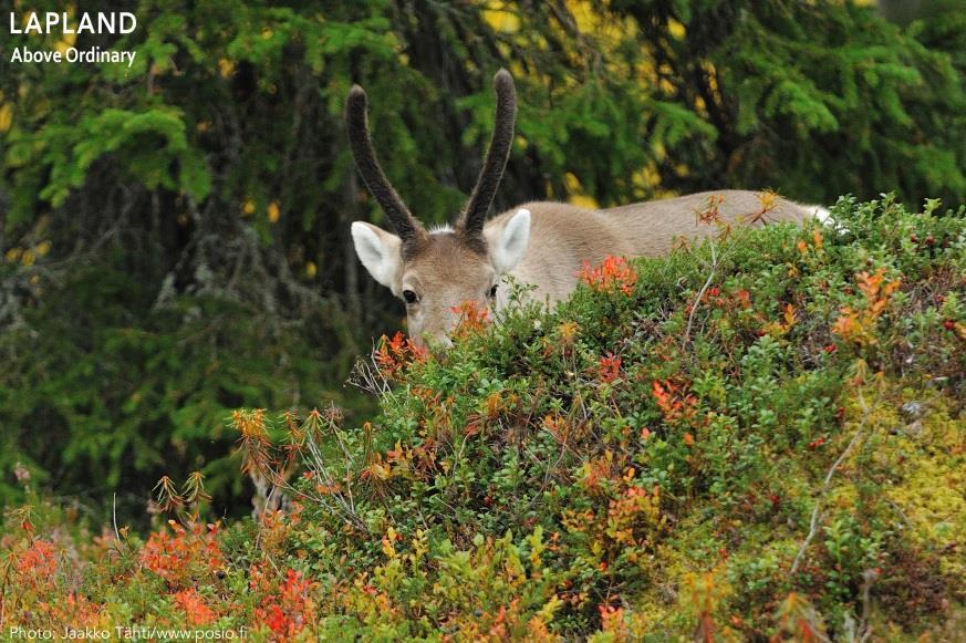 There are around 200,000 reindeer in Finnish Lapland, and they often feed on roadsides in the summer.