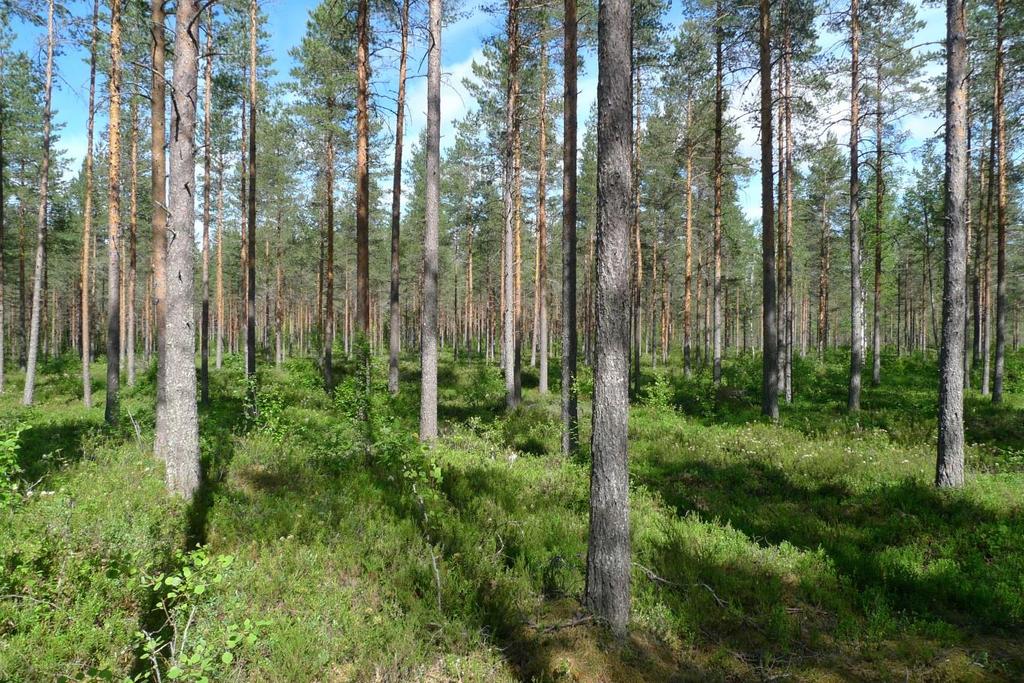 FCG SUUNNITTELU JA TEKNIIKKA OY Luontoselvitykset