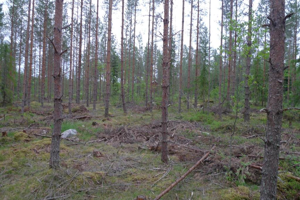 Hankealueen länsiosille tyypillistä mäntykangasta.